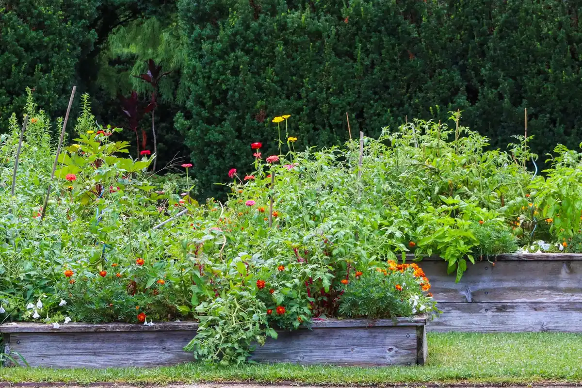 Wooden raised garden beds full of vegetables and orange flowers in a backyard