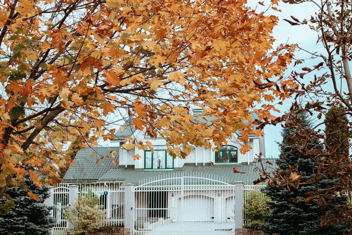 A house behind a tree with orange autumn leaves