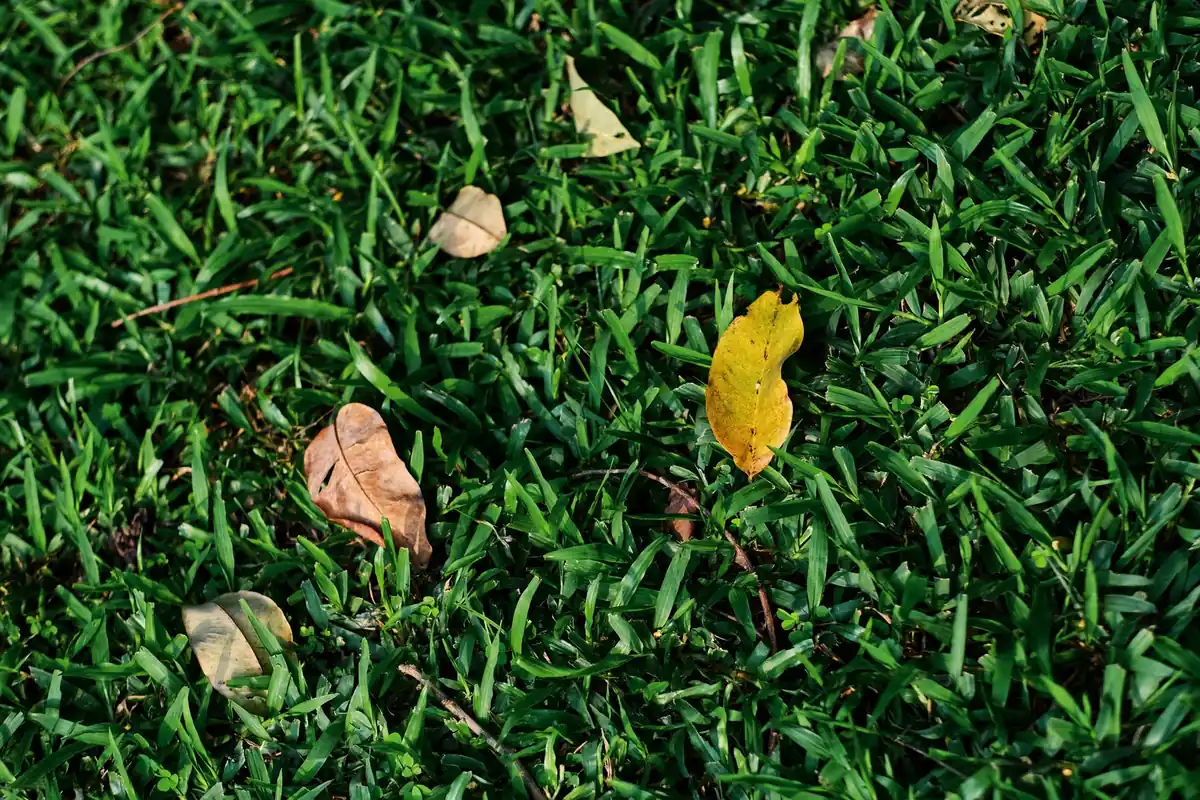 Scattered fallen leaves on a green lawn