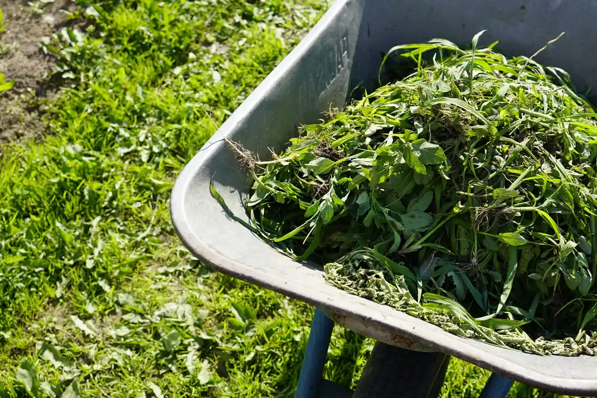 A wheelbarrow filled with fresh garden clippings