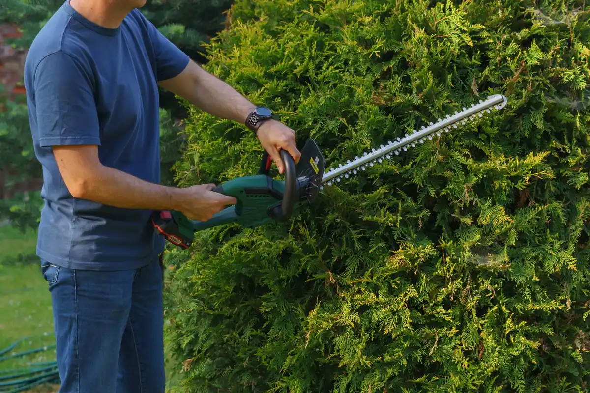 A man shaping a leafy hedge with a cordless hedge trimmer