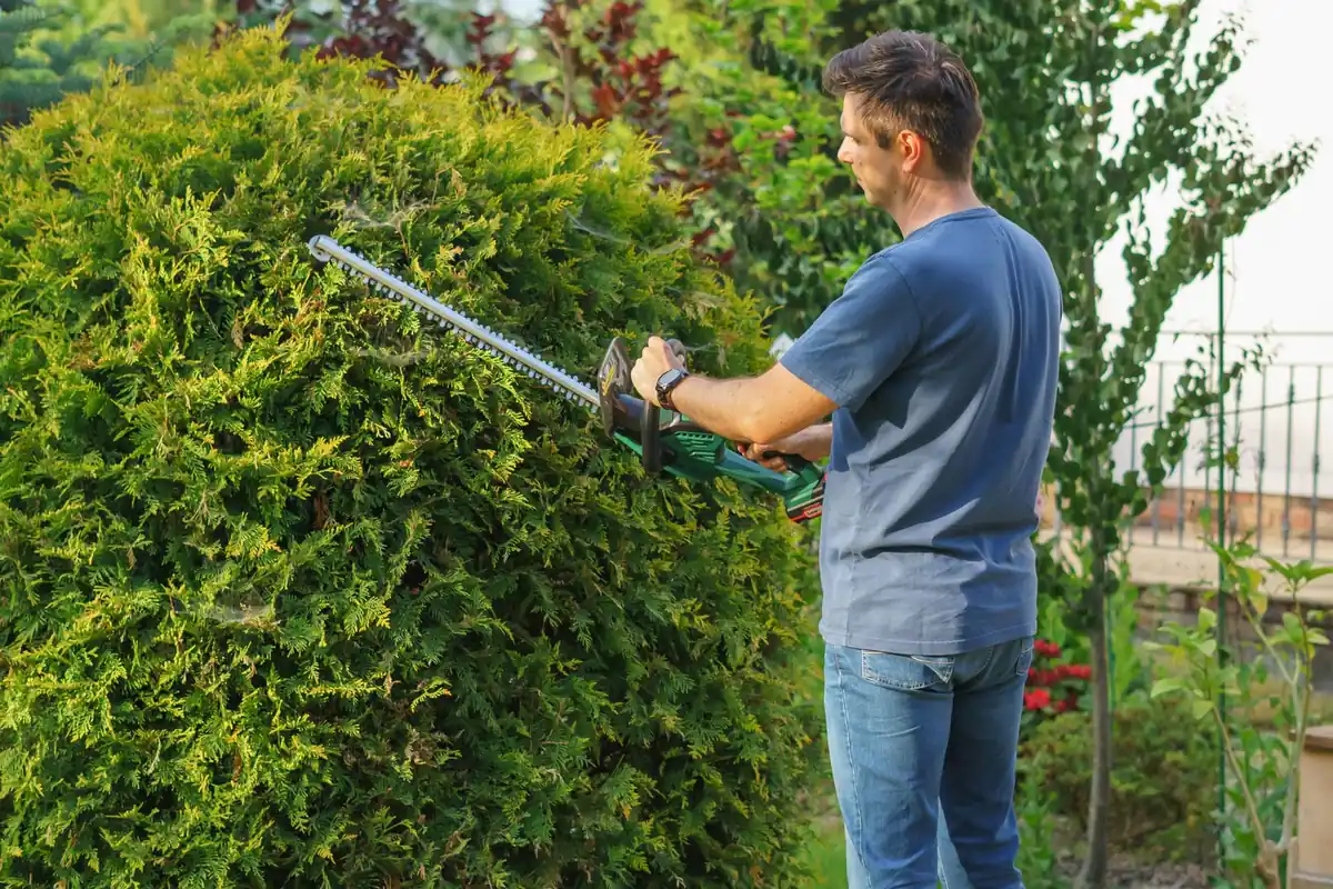 A man trimming the side of a tall hedge with a power trimmer