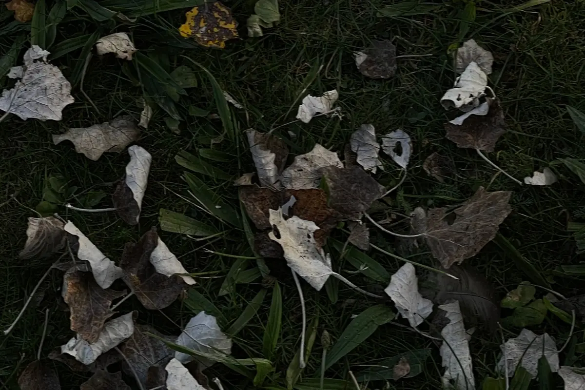 Dry fallen leaves scattered across dark ground