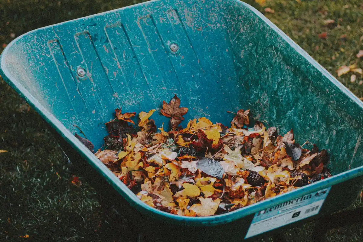 A garden wheelbarrow filled with fallen autumn leaves