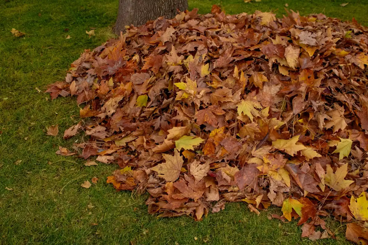 A pile of brown autumn leaves on a green lawn