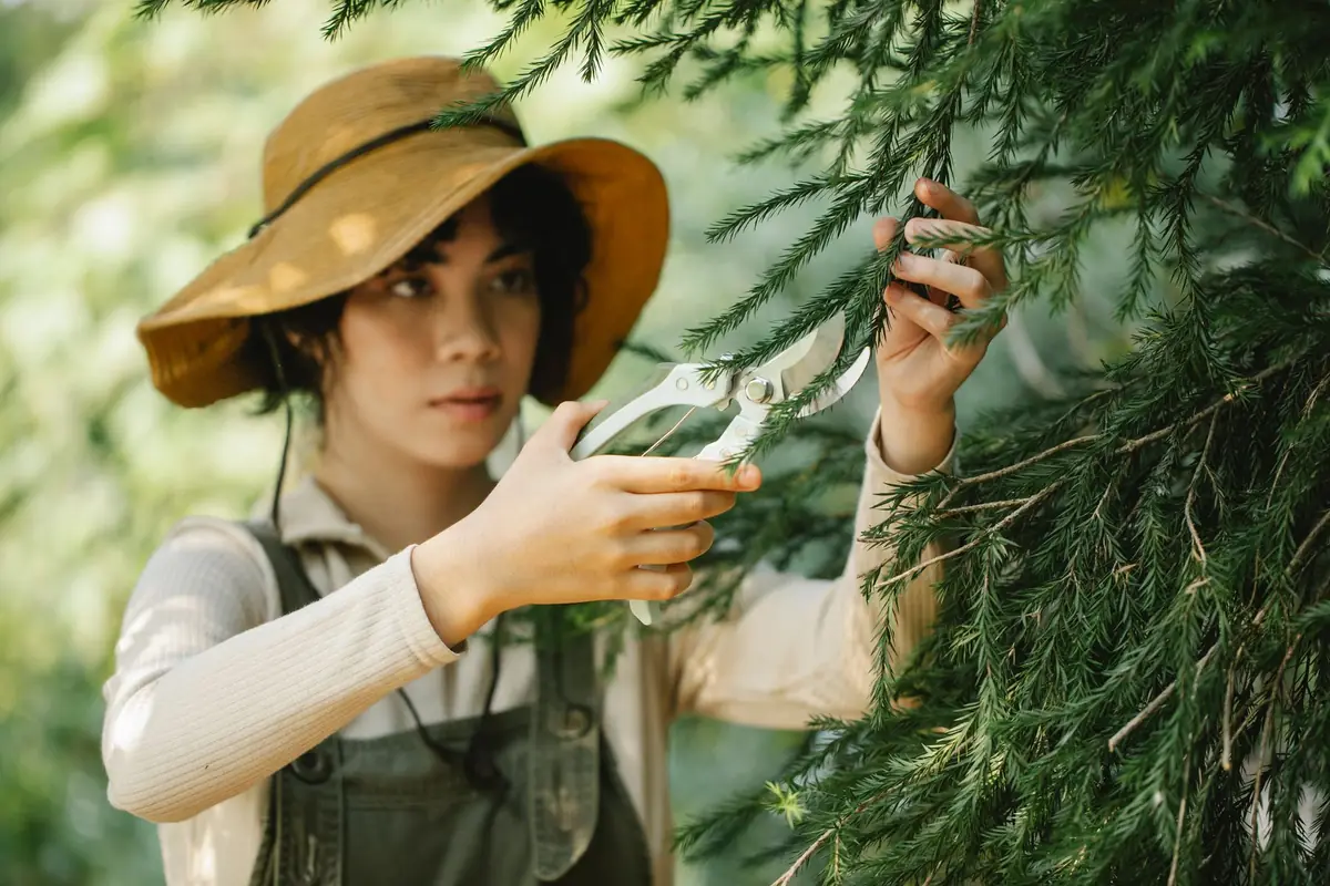 A gardener in a sun hat cutting branches with a pruning tool