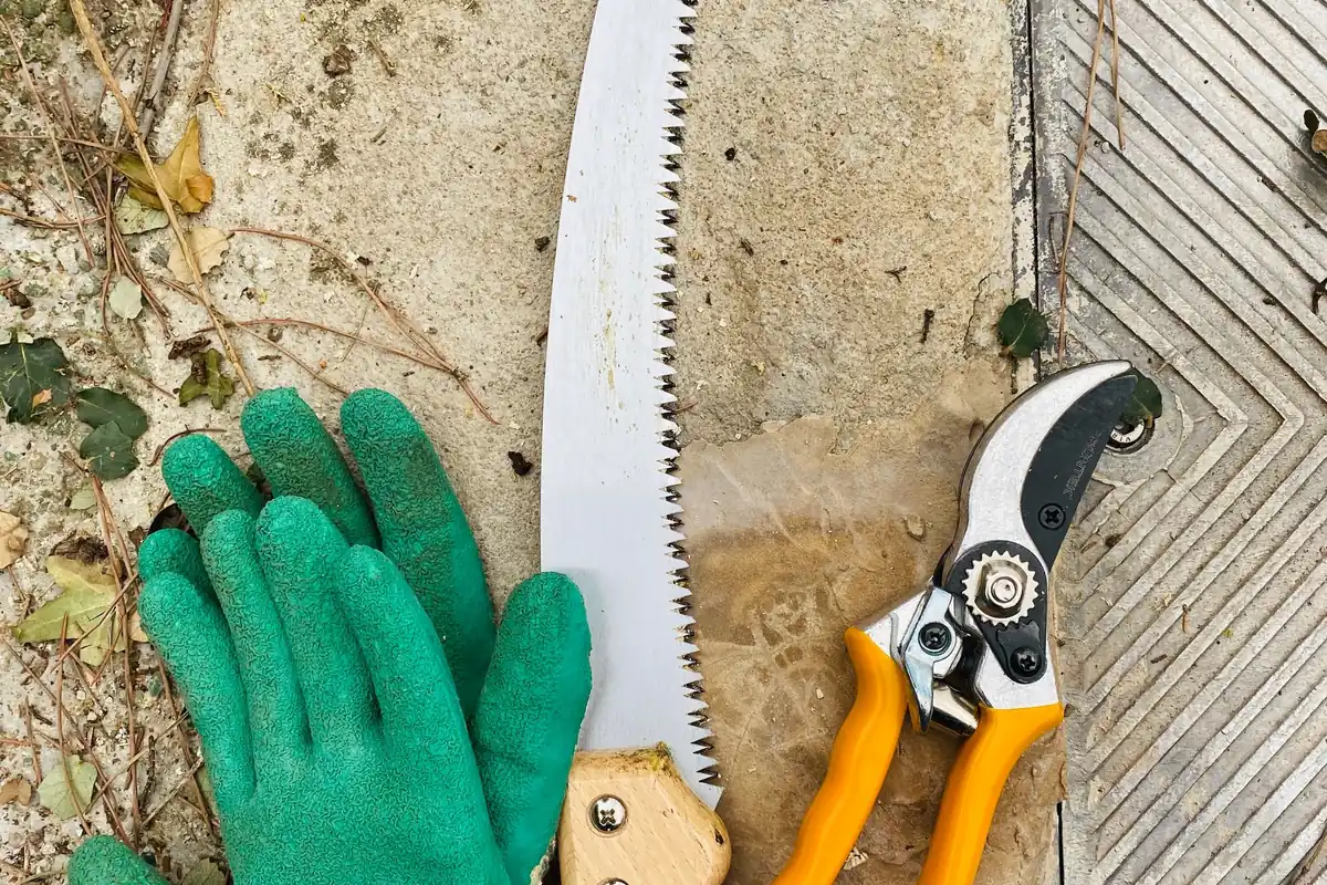 Green work gloves, a pruning saw and hand pruners laid out on wood