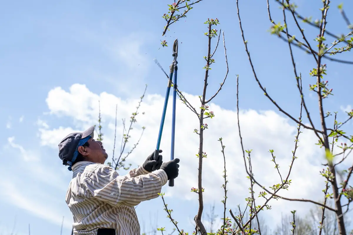A man reaching up to cut tree branches with long-handled loppers