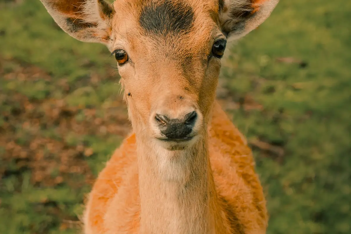 A young deer standing in a grassy field