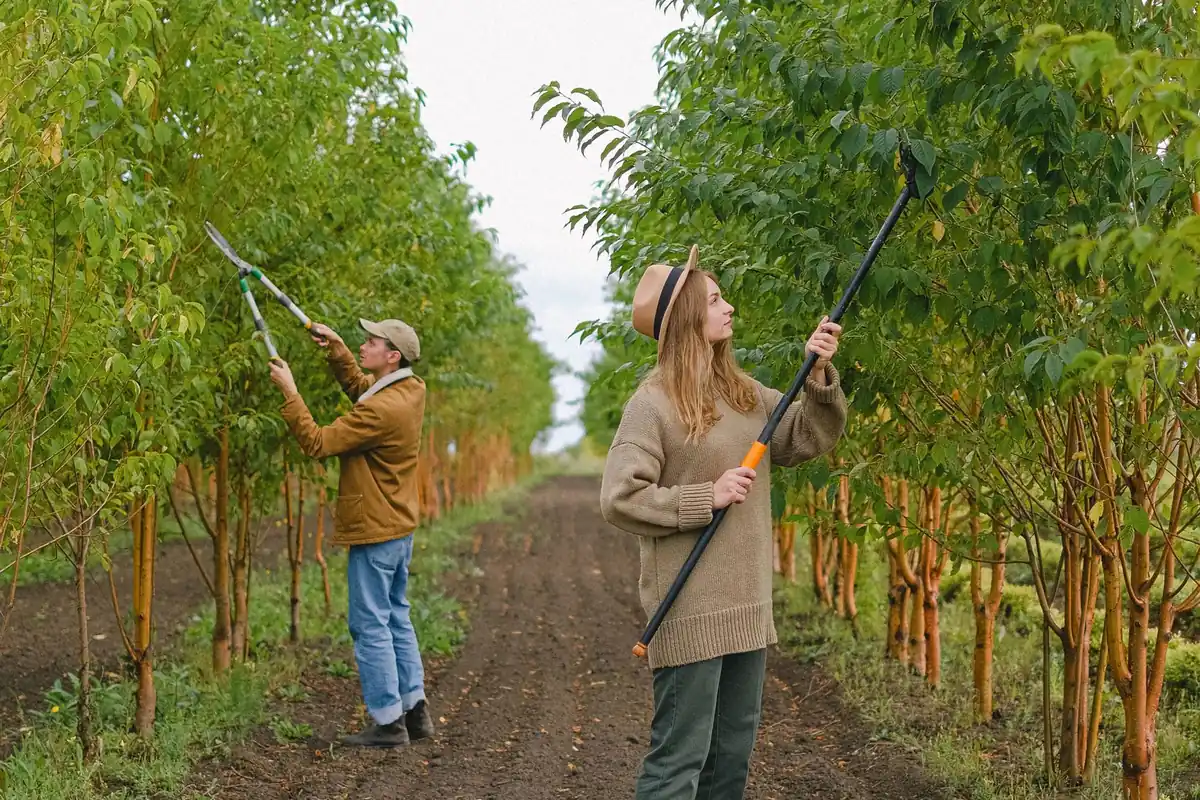 Two workers trimming orchard trees with pole pruners