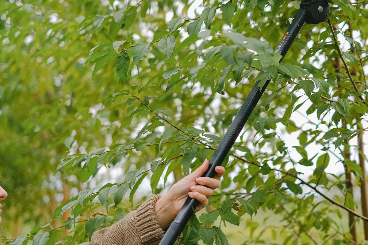 Hands guiding a pole pruner into the branches of a tree