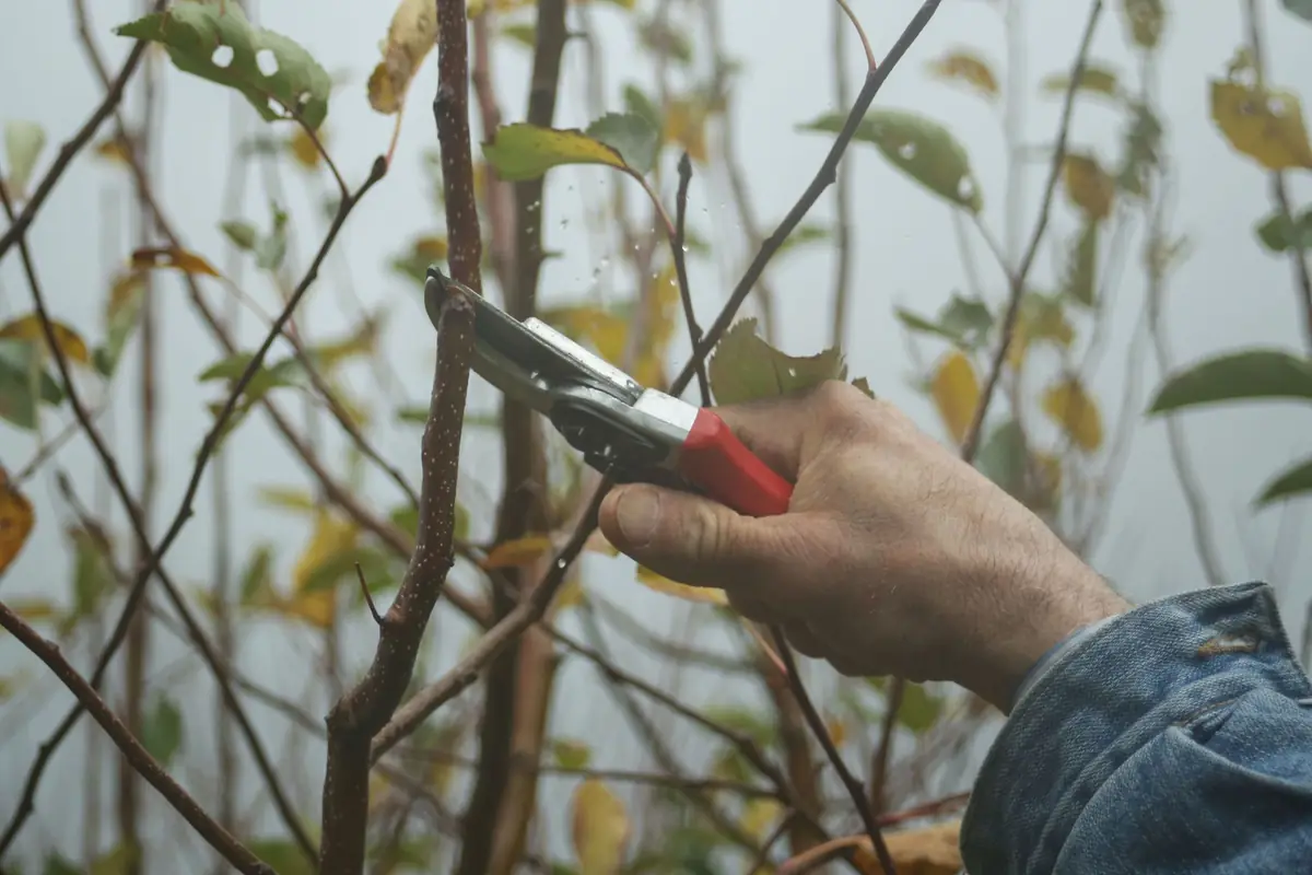 A hand cutting a thin branch with bypass pruners