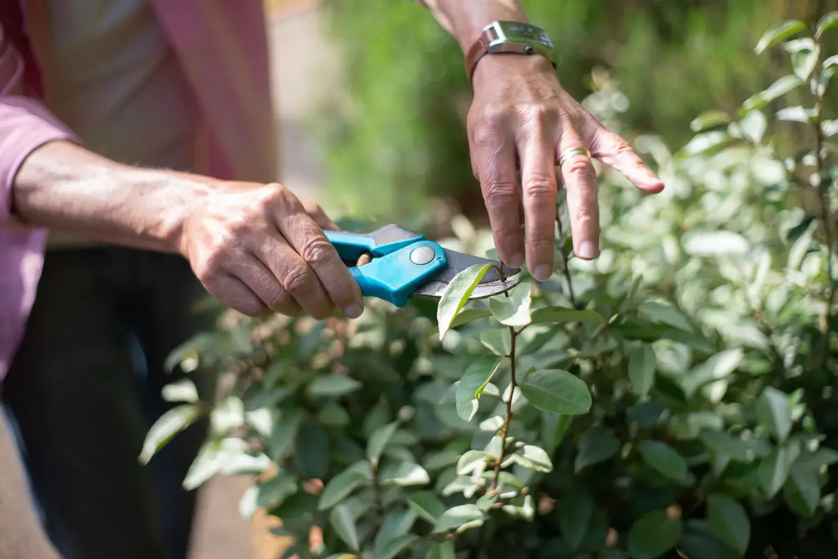 Hands trimming a leafy shrub with small pruning shears