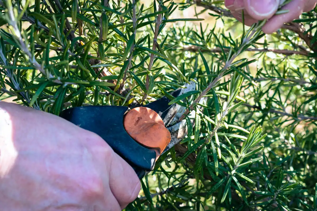 Hands snipping rosemary with orange-handled pruning shears