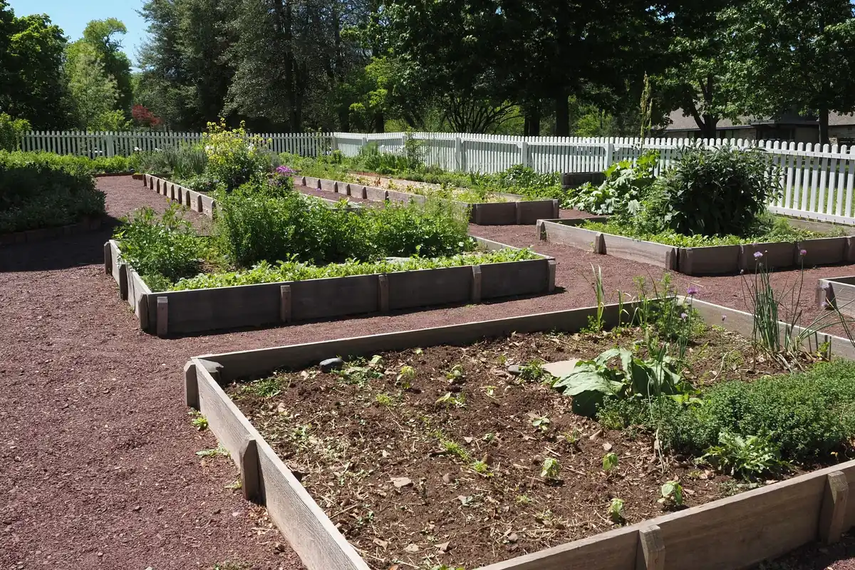 Rows of wooden raised beds in a community garden