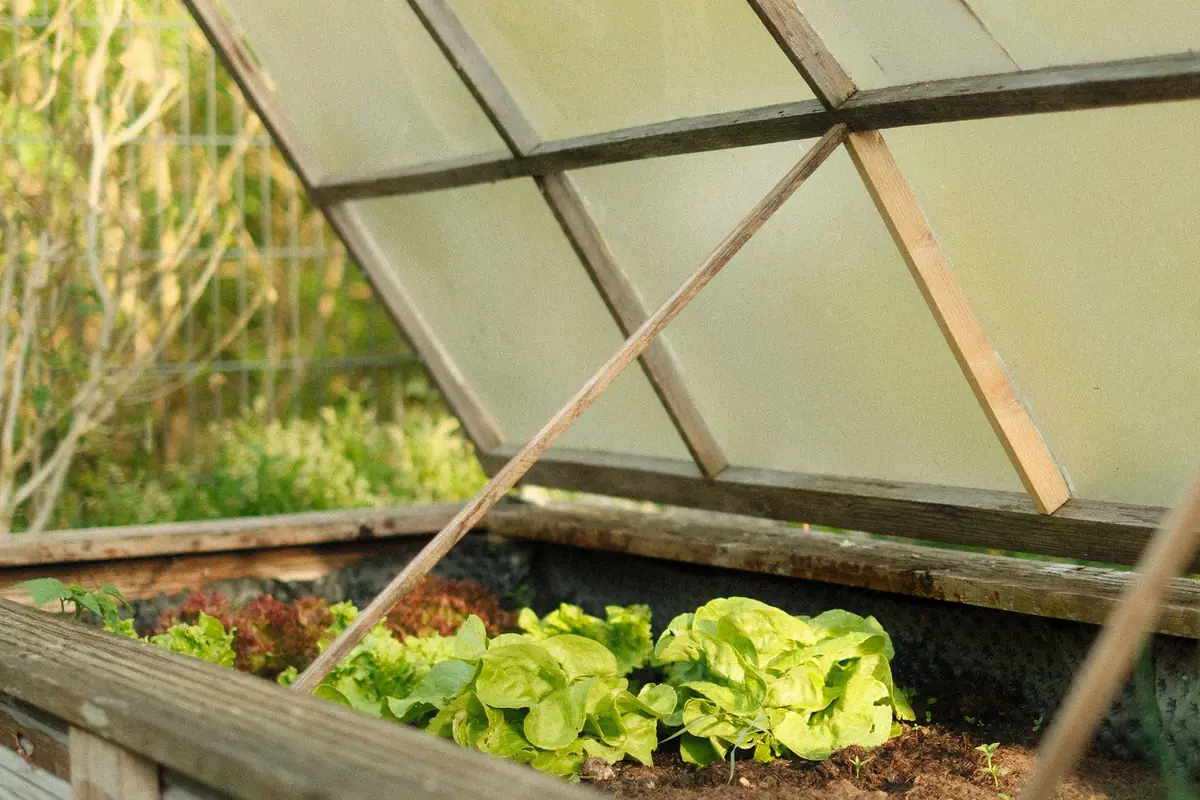 Lettuce growing in a raised bed inside a greenhouse