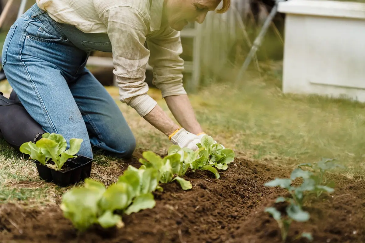 A gardener kneeling to plant lettuce seedlings
