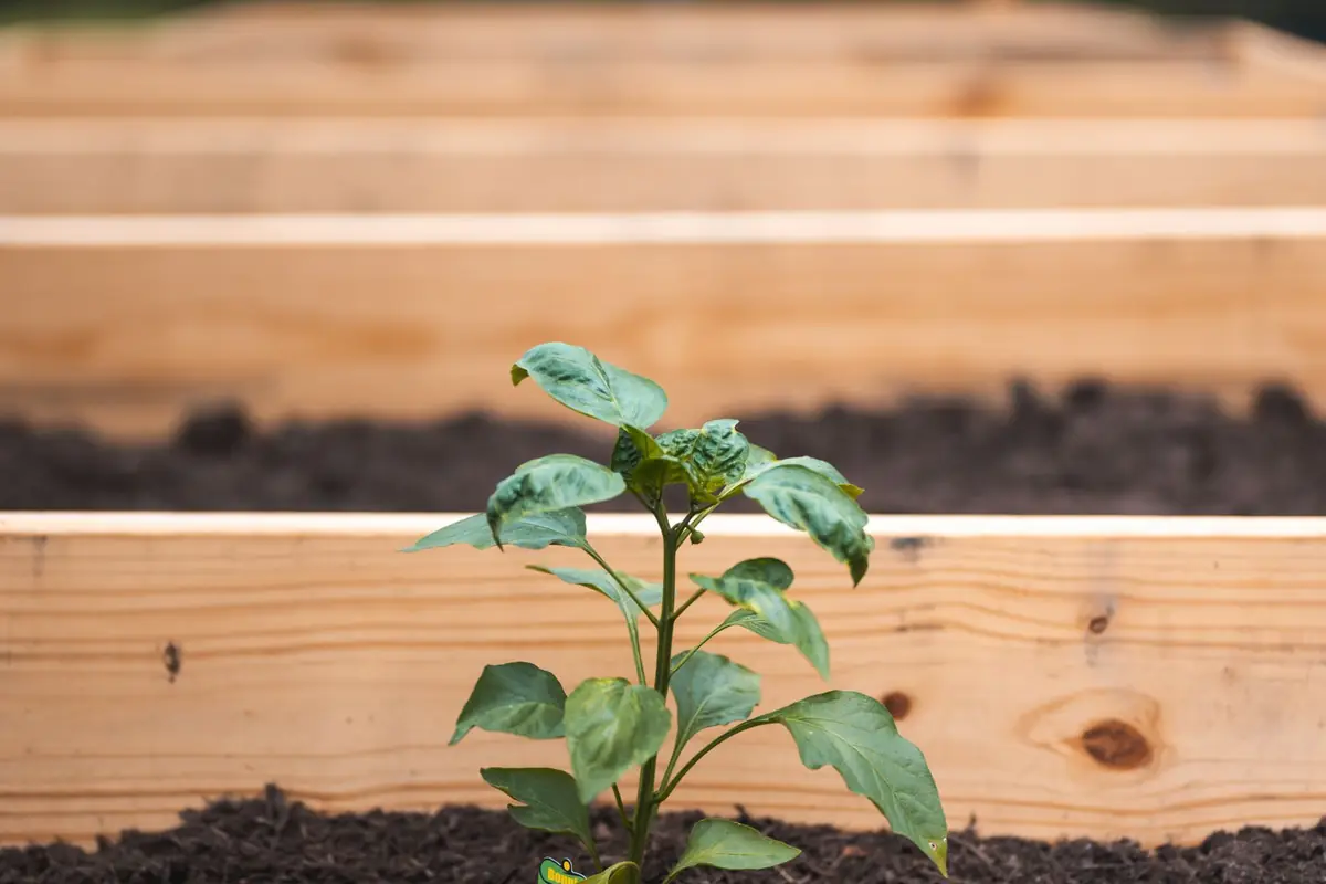 A young tomato plant growing in a wooden raised bed