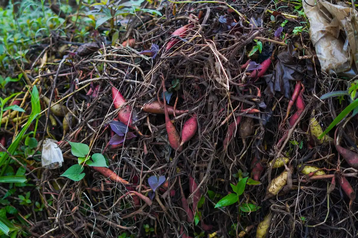A compost pile of leaves and plant scraps