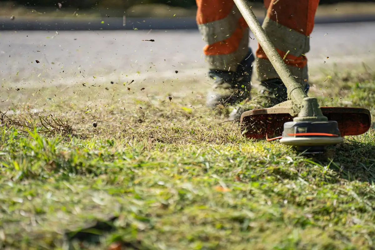A string trimmer cutting grass along a lawn edge