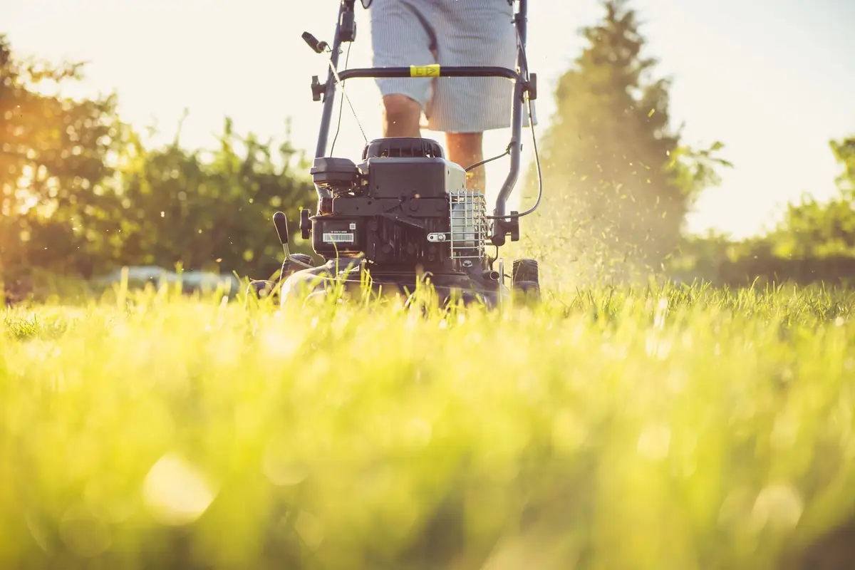 A gas push mower on a sunlit lawn, seen from the front